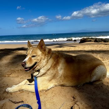 Island Pet Movers - Home Sweet Home - Pet Transportation Near Me - Honolulu, Hawaii Island Pet Movers - Home Sweet Home - Pet Transportation Near Me - Honolulu, Hawaii