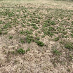 D&G Natures Way Lawn Care - WEEDS