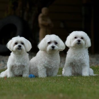 Dawn's Doggie Spa - My girls love Dawn! - Pet Groomers Near Me Dawn's Doggie Spa - My girls love Dawn! - Pet Groomers Near Me