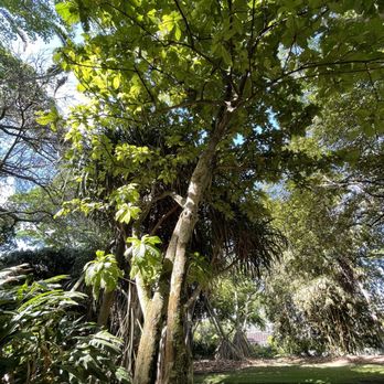 Foster Botanical Garden - Botanical Gardens Near Me - Honolulu, Hawaii