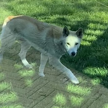 The Toledo Zoo - Dingo - Zoos Near Me - Toledo, Ohio
