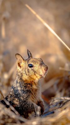 Coyote Hills Regional Park by null
