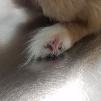 Outer Banks Veterinary Hospital Veterinarians 3723 N Croatan Hwy Kitty Hawk Nc Phone Number