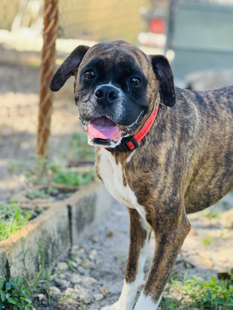 Academy Kennels Image