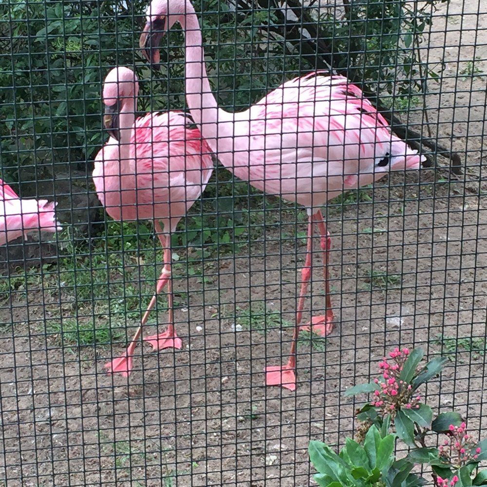 ZOO BERLIN - Flamingo - Zoos Near Me - Berlin, BE ZOO BERLIN - Flamingo - Zoos Near Me - Berlin, BE
