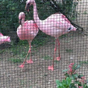 ZOO BERLIN - Flamingo - Zoos Near Me - Berlin, BE