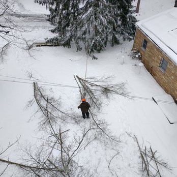 Tree Frog Arboriculture - a man cutting branches - Tree Services Near Me
