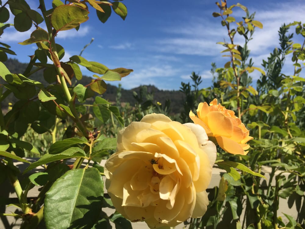 MARSTON FAMILY VINEYARD Updated October 2024 10 Photos 3600 White