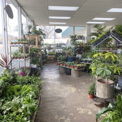 Zamzows - House plants