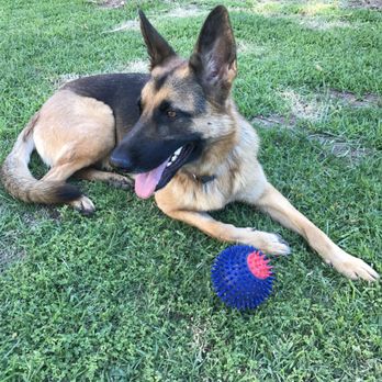 Desert Mountain German Shepherds - Pet Breeders Near Me - Maricopa, Arizona Desert Mountain German Shepherds - Pet Breeders Near Me - Maricopa, Arizona