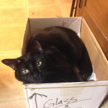 Eagle Veterinary Hospital - This is Onyx - another if our adopted & rescued cats who also is cared for by Eagle Veterinary Hospital - Veterinarians Near Me - San Antonio, Texas