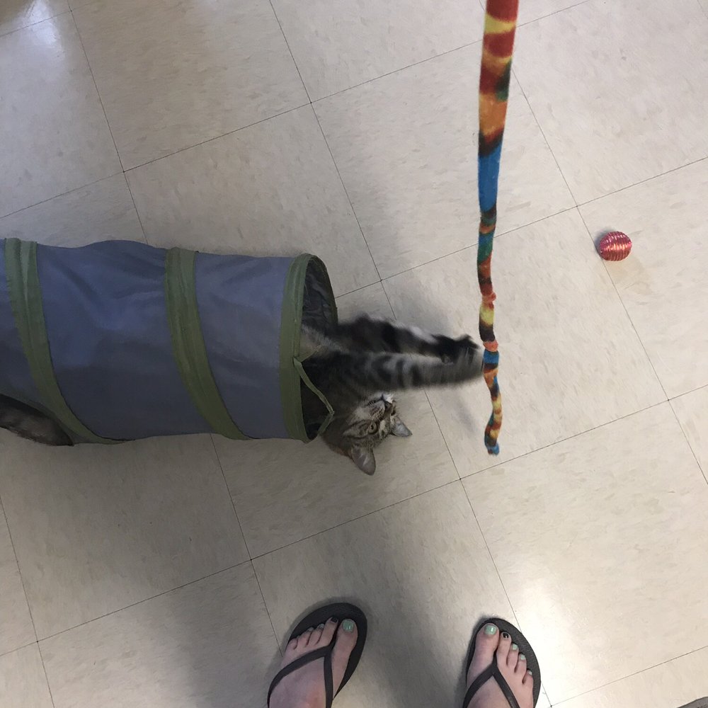 Catnip Cat Cafe - Pet Adoption Near Me - Norfolk, Virginia Catnip Cat Cafe - Pet Adoption Near Me - Norfolk, Virginia