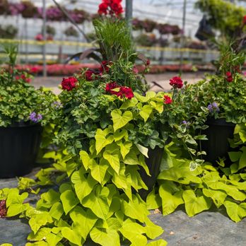 Greenhouse to Garden - Deck planter - Nurseries & Gardening Near Me Greenhouse to Garden - Deck planter - Nurseries & Gardening Near Me