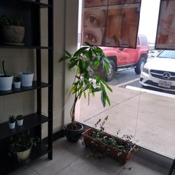 Annie's Threading Salon - Love this plant.