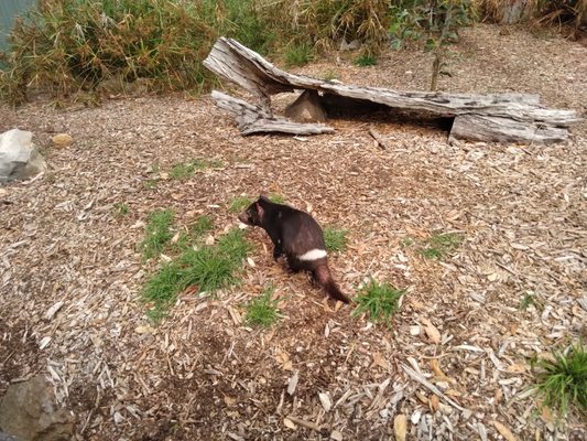 Cleland Wildlife Park by null