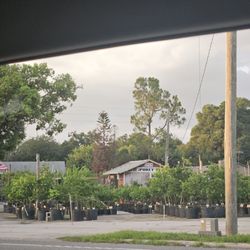 Pokey's Citrus Nursery