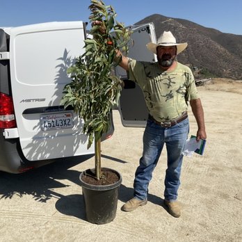 Maddock Ranch Nursery - Florentino with Wurtz avocado. - Nurseries & Gardening Near Me - Fallbrook, California