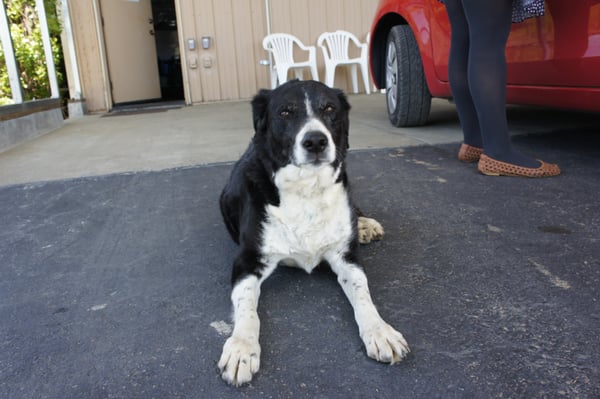 BobDog Wines by null