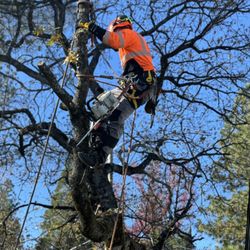 Golden Coast Tree Care