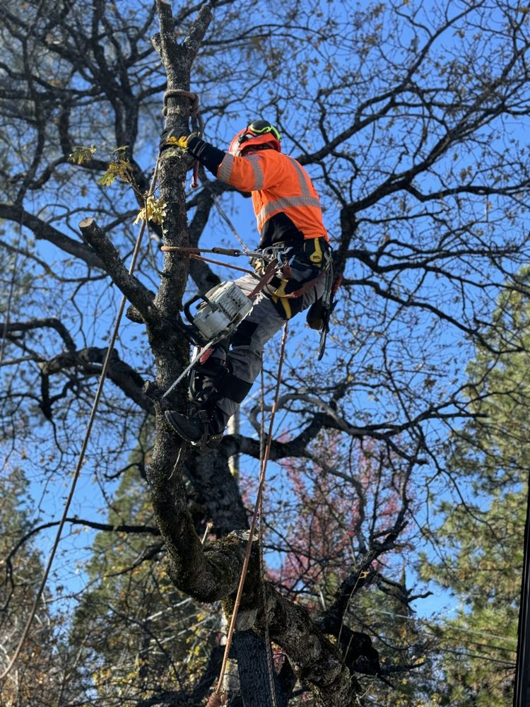 Golden Coast Tree Care - tree service in Yelm, WA