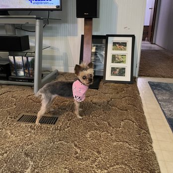 The Dog Spa - Our Baby Yorkie. She is 14 YO and blind. She had a great Spa day at the Dog Spa. - Pet Groomers Near Me - Bay Minette, Alabama The Dog Spa - Our Baby Yorkie. She is 14 YO and blind. She had a great Spa day at the Dog Spa. - Pet Groomers Near Me - Bay Minette, Alabama