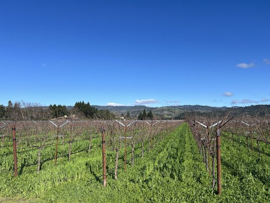 Odette Estate Winery by null