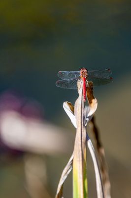 Coastal Maine Botanical Gardens by null