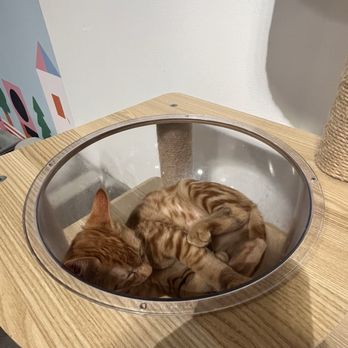 Mini Cat Town - Milpitas - Pet Adoption Near Me - Milpitas, California