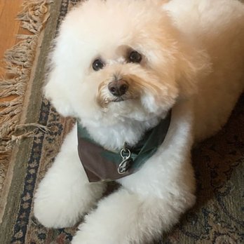 Bubbles Pet Spa - Sir Ollie the Magnificent winter style - Pet Groomers Near Me - Encino, California Bubbles Pet Spa - Sir Ollie the Magnificent winter style - Pet Groomers Near Me - Encino, California