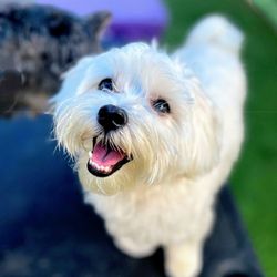 Pawhootz Pet Resort - Happy boy!