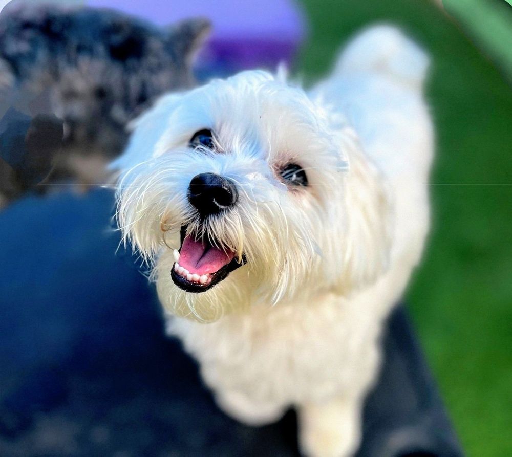Pawhootz Pet Resort - pet boarding facility in Hurst, TX