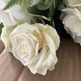 Crouch Florist & Gifts - Florists Near Me - Knoxville, Tennessee Crouch Florist & Gifts - Florists Near Me - Knoxville, Tennessee