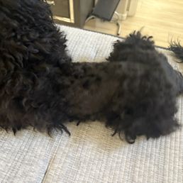 This is how they left my dog !!!!