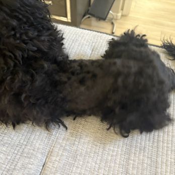 Sparkle - This is how they left my dog !!!! - Pet Groomers Near Me - Gilbert, Arizona
