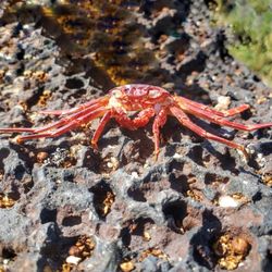Wawaloli Beach Park - Dried crabbie