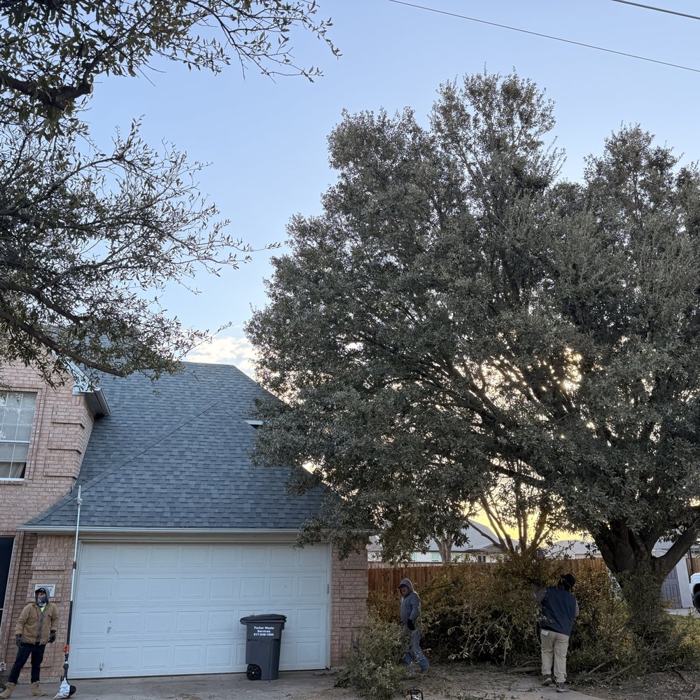 Sierra's Tree Service - Before - This tree just keeps encroaching on the roof potentially causing damage. - Tree Services Near Me Sierra's Tree Service - Before - This tree just keeps encroaching on the roof potentially causing damage. - Tree Services Near Me