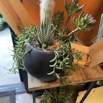 Latinx With Plants - Nice composition - Nurseries & Gardening Near Me - Los Angeles, California
