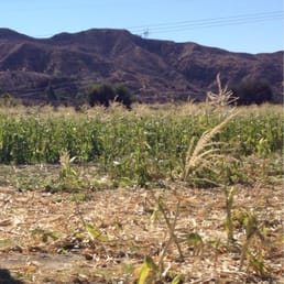 Corn fresh from the stalk Corn fresh from the stalk