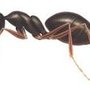 Photo of Advanta Pro Pest Control
