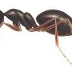 Advanta Pro Pest Control - Prompt And professional service every time