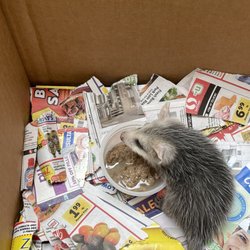 Sacramento Wildlife Control