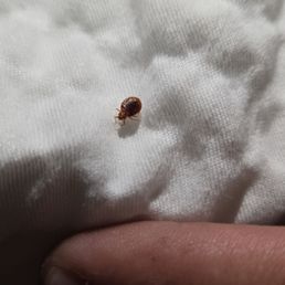 BEDBUGS BEDBUGS