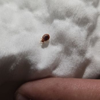 Holiday Inn Express & Suites - BEDBUGS - Hotels Near Me - Florence, South Carolina Holiday Inn Express & Suites - BEDBUGS - Hotels Near Me - Florence, South Carolina