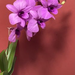 Appalachian Tropicals