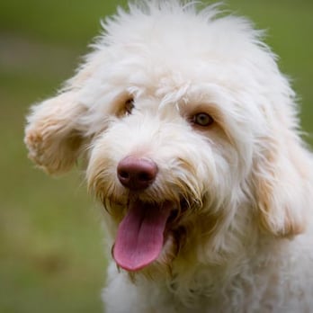 Sunrise Australian Labradoodles - Our Puppies are Healthy and Happy! - Pet Breeders Near Me