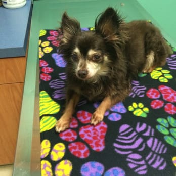 Robert E Woods, DVM, CVA - Kona relaxing during acupuncture treatment. - Veterinarians Near Me - Orange, California
