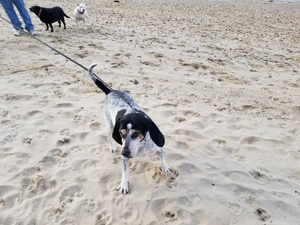 Port Jeff Dog Beach