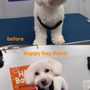 Photo of Happy Bay Paws