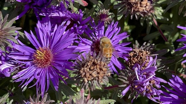 Red Butte Garden and Arboretum by null