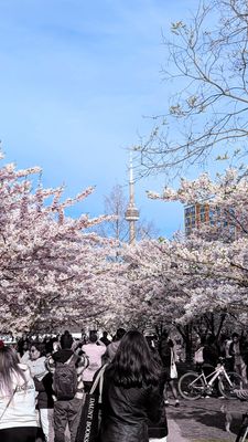 Trinity-Bellwoods by null